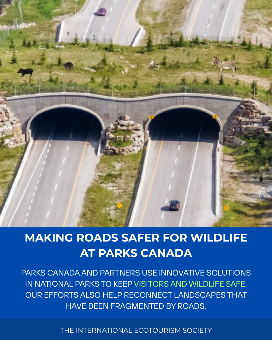 Parks Canada Strengthens Road Safety Measures to Protect Wildlife and Support Sustainable Tourism